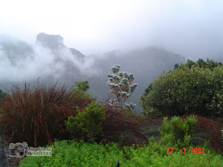 Africa de Sud